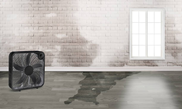 Best Flood damage cleanup  in North Utica, IL